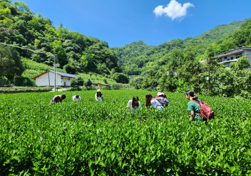 调研团成员参观该村中的茶叶种植地.png